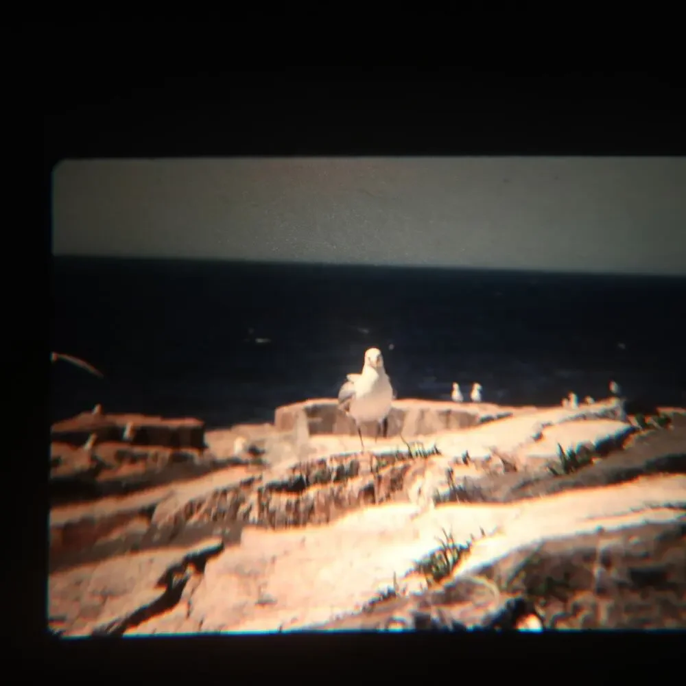 35mm Slides Lot of 7 Vintage 1970s Birds Robin Seagull Nature Film Photography